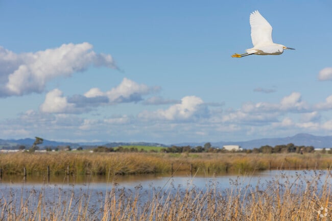 American Canyon's wetlands are a great place for bird watching.