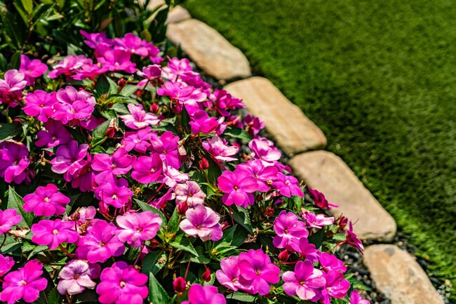 Beautiful pansies bloom in the landscaping at Cambridge Square in Ooltewah.