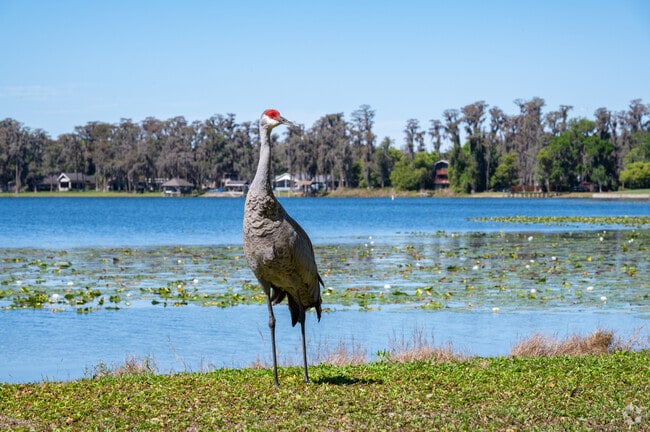 Sandhill cranes stroll the neighborhoods and also call Moon Lake Estates home.