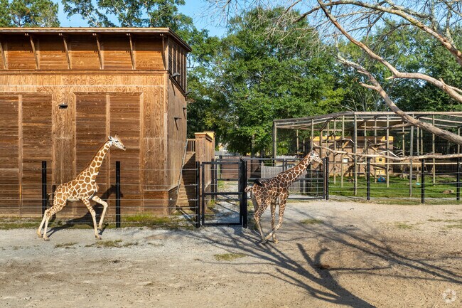 The Hattiesburg Zoo near Arcadia-Sunset features giraffes that visitors can admire up close.