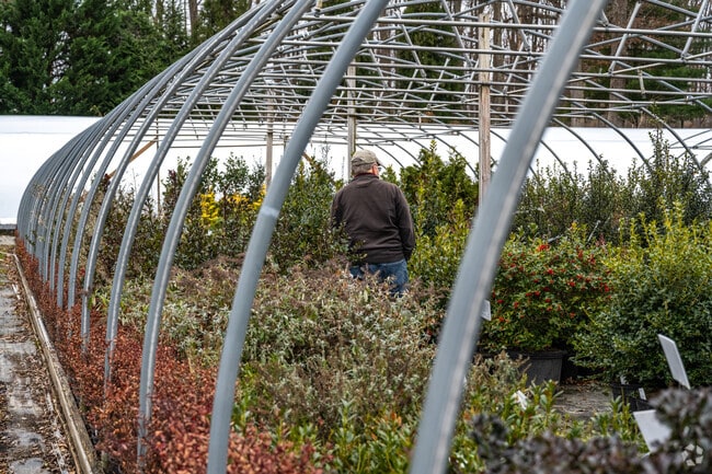 Check out Sun Nurseries in Glenwood for a plant to decorate lawns.