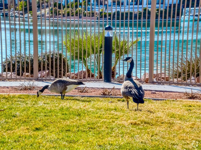 The Lakes has it share of Local Wildlife.