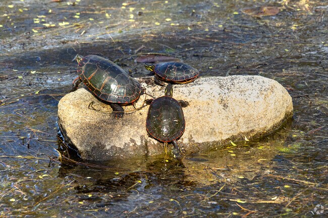 A family of turtles does some sun bathing on a rock at Willow Point Park in Gages Lake.