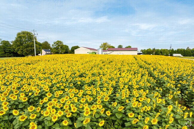 Sunflower fields near Rising Sun highlight the area’s rural beauty and charm.