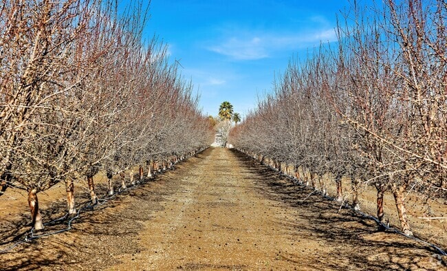 Fruit trees and orchards surround the City of Patterson.