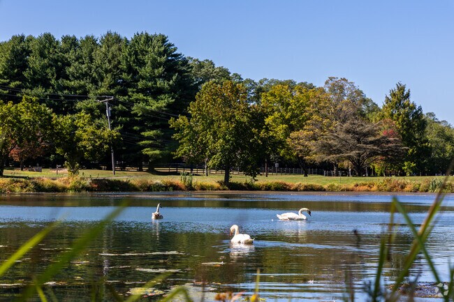 Swans glide across a peaceful Colts Neck lake, highlighting the township’s natural beauty.