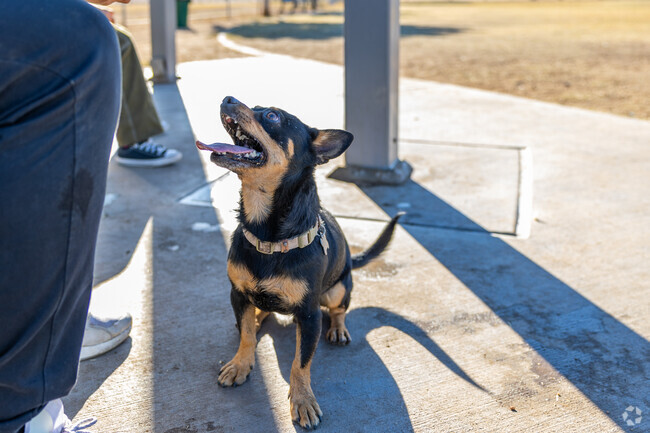 Enjoy the sunshine and happy barks at the welcoming dog parks of North Central Phoenix.