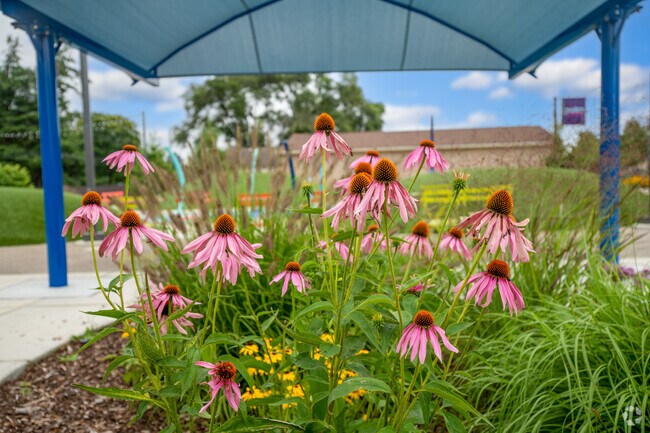 Pink Coneflower blooms on a bright August day in Rochester Hills.