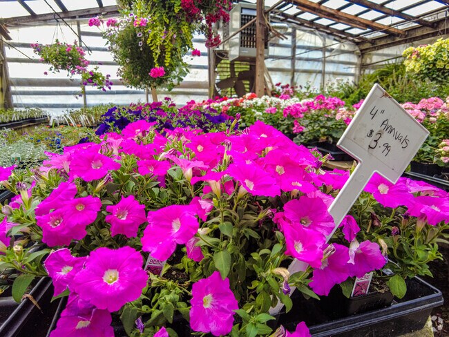 An example of some of the beautiful plants you can buy at Satsop Landscaping & Nursery.