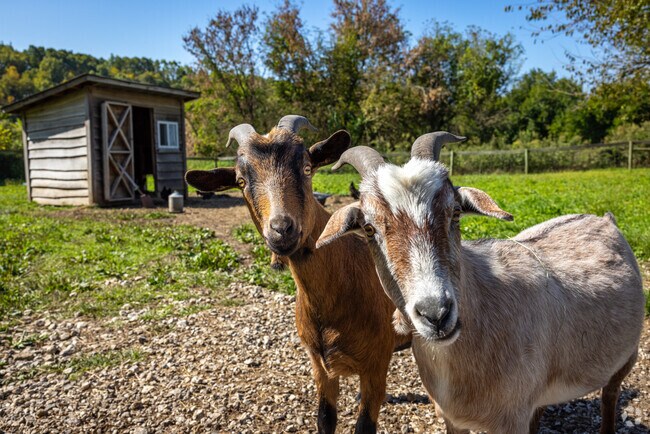 Andover is home to many acres of farmland with friendly goats and other animals.