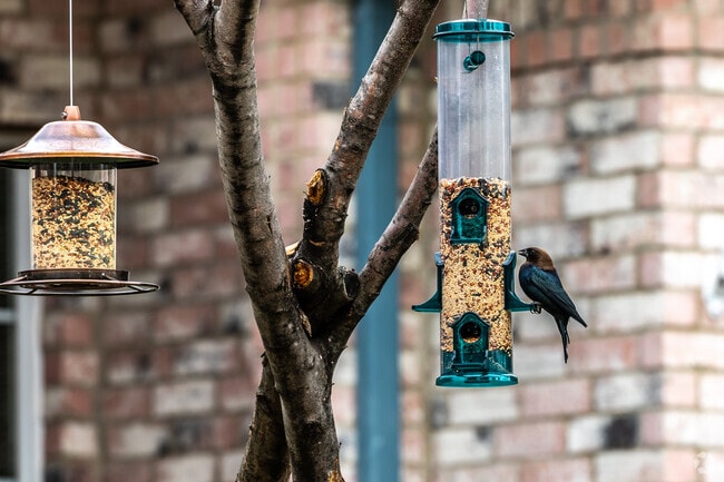 Springfield residents attract birds with feeders hanging in the trees.