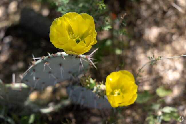 Most months, Dunbar Spring is filled with flowers and trees that dazzle the eyes.