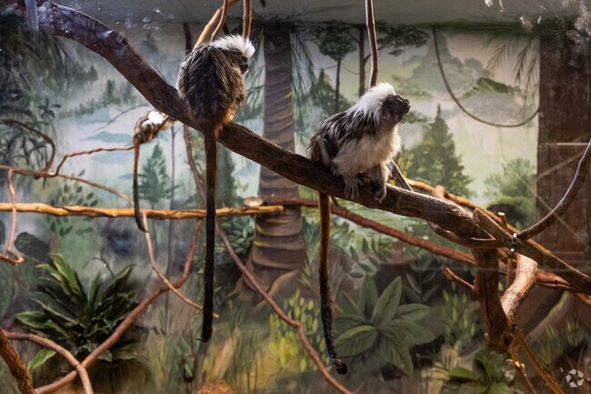 The Oglebay Good Zoo, near Clator, has a variety of animals to marvel at.