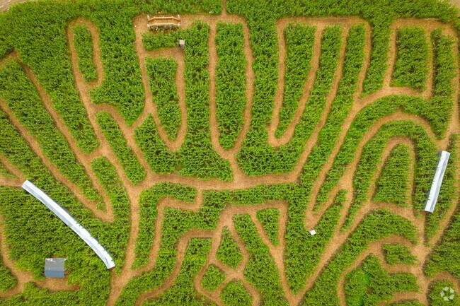 Get lost in one of Alderton's many corn mazes.