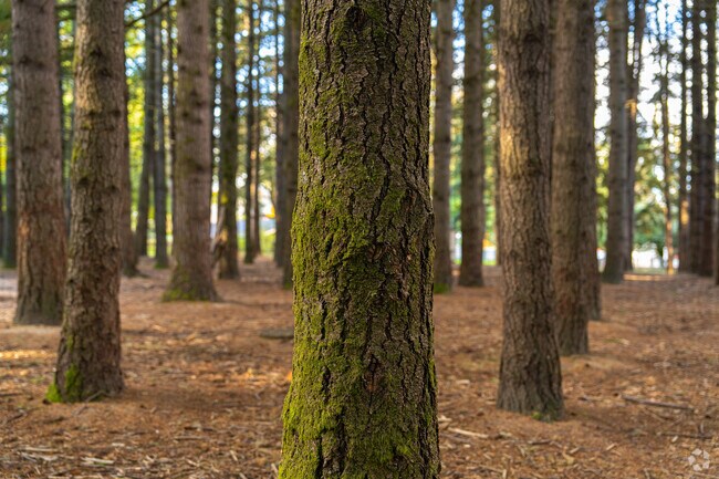 Relax among the firs at East Butte Heritage Park in Southview, Tigard.
