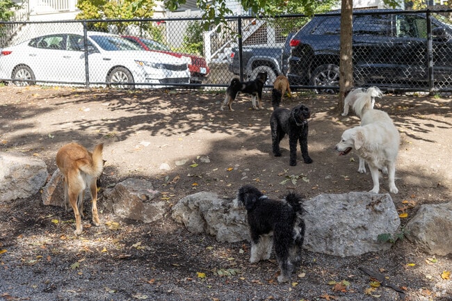 The Downer Avenue Dog Park provides a safe space for dogs to play in Uphams Corner-Jones Hill.