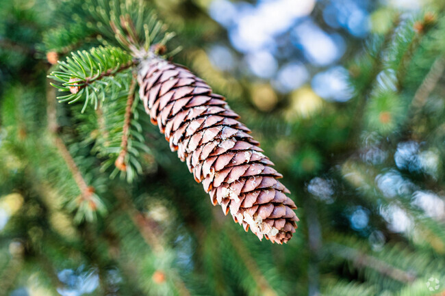 Dangling pine cones underscore the changing seasons that are visible in Royal Oaks.