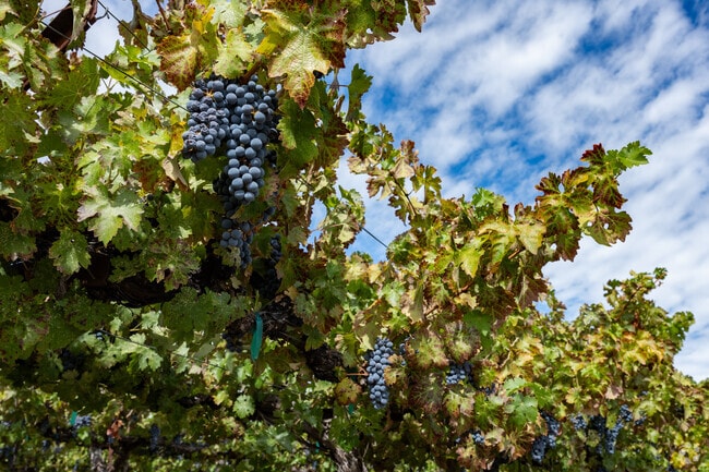 Soda Bay is surrounded by popular Lake County wine growers and tasting rooms.