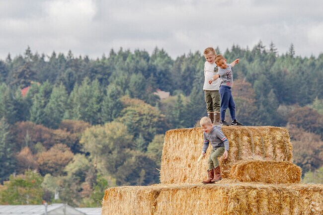 Kids climb haystack pyramid at Schilters Family Farm just outside Nisqually Indian Community.