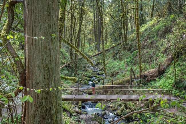 Forest bathe at Macleay Park in Hillside, Portland.
