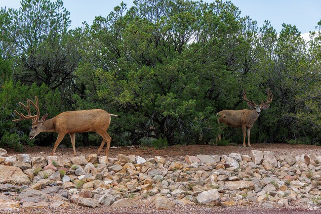 Sierra Del Norte often gets unique visitors in the neighborhood.