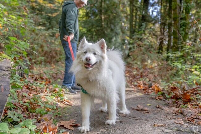 Take your dog for a fun hike surrounded by nature on Pacific Northwest Trail in Alger.