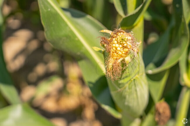 Agriculture is a major industry in the surrounding Indiana countryside.