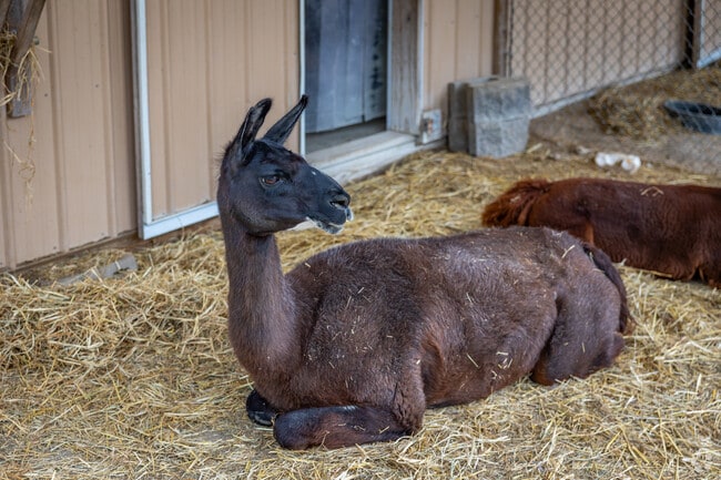 Lilly the llama steals the show at the Tri-Township Park petting zoo in Troy.