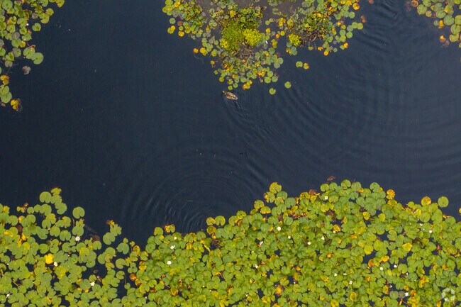 Panther Lake is secluded but offers a serene view of lily pads and wildlife in Meridian.