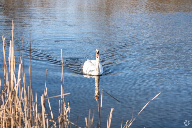 A swan swims on the water at Lake Katherine.