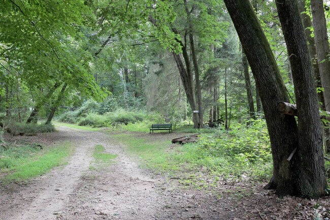 Pound Ridge's many wooded trails: nature's labyrinth awaiting exploration.