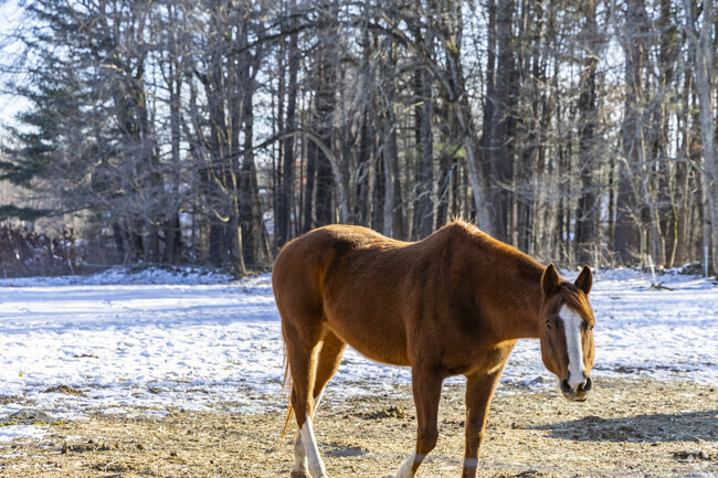 Graceful horse grazing on a peaceful Londonderry farm, a testament to the town's rural heritage.