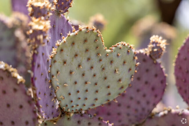 Santa Rita Prickly Pear Cactus delights Civano residents with contrasting colors.