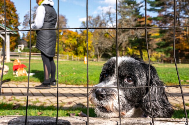 Come visit your two-legged and four-legged friends at the Ridgefield Dog Park in Ridgefield, CT.