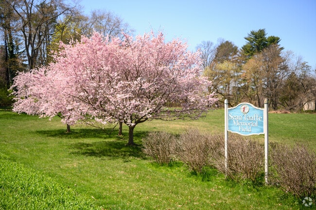 Trees in bloom at Sean Taffee Memorial Field in Flourtown.