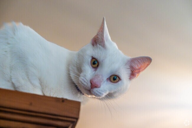 It is common to see a variety of pets owned by residents of Uxbridge.