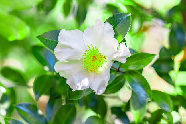 A colorful display of flowers in Charles, Virginia.