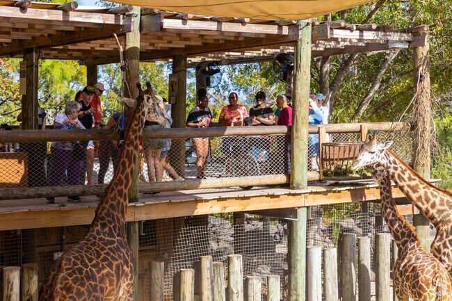 Feed giraffes at Brevard Zoo for an unforgettable up-close wildlife encounter.