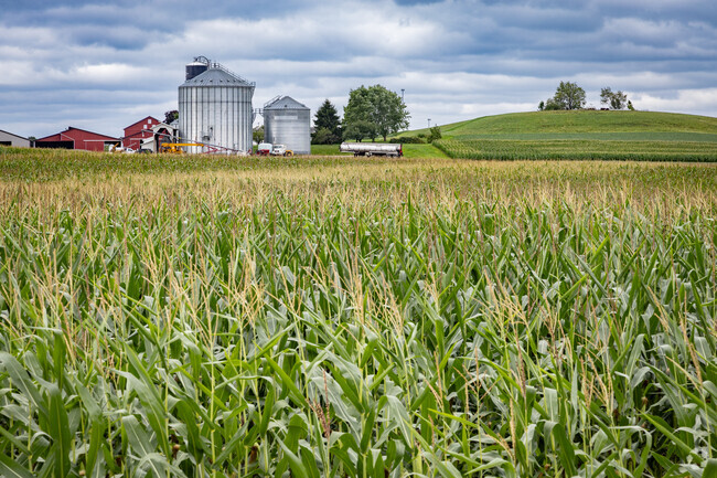 Various crops such as corn can be found throughout the farmland of Jerome.