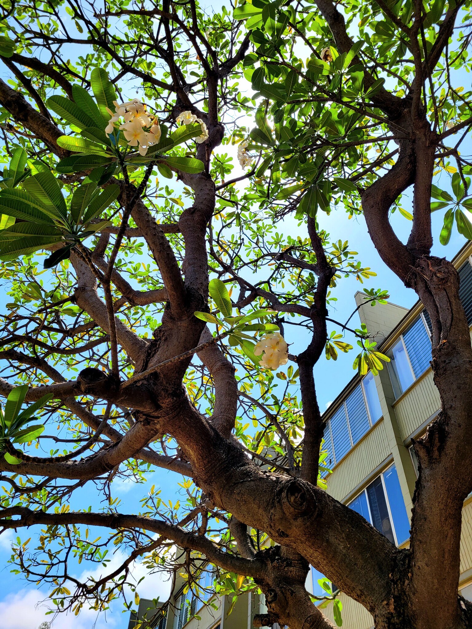 111 Kahului Beach Rd unit D406, Kahului, HI 96732 - photo 1