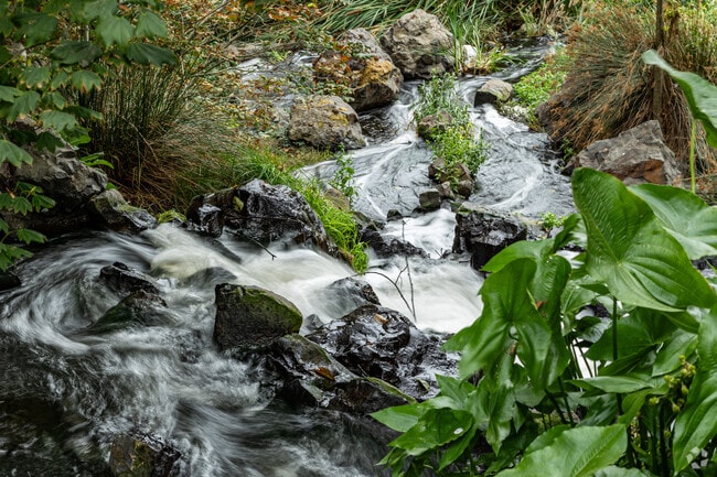 Talking Water Gardens in Albany, OR has a waterfall that can be enjoyed 7 days a week.