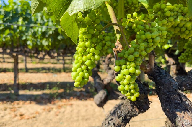 In Graton, California you'll find vine ripened grapes perfect for your next white wine.