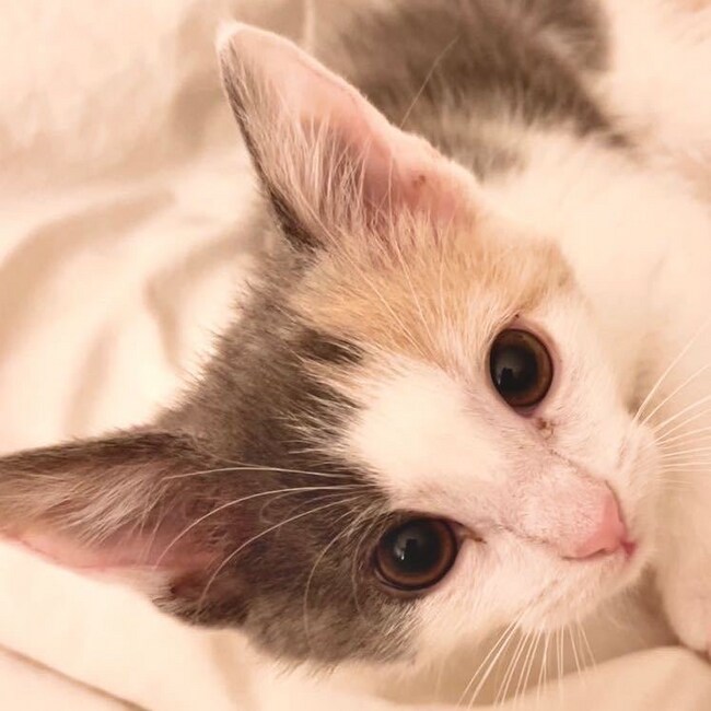 22 Reyners Brook Dr, Dover, NH 03820 - photo 7