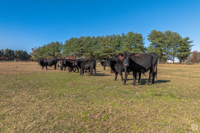 Cows graze on farmland near Rhodesdale’s country roads.