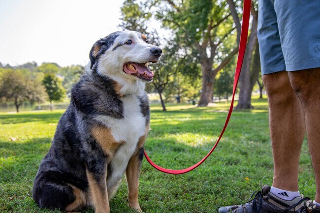 Raven Oaks residents enjoy Benson Park’s open space for pets and recreation.