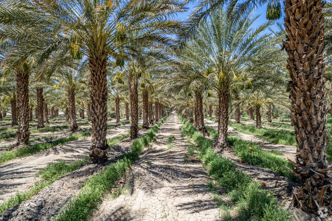 Mecca has date palm fields around the city.
