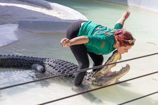 Miccosukee Indian Village hosts an alligator show near West Kendall.