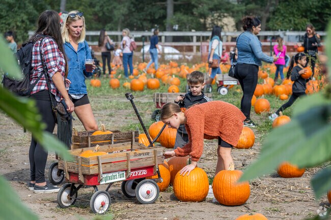 Find the perfect pumpkin in the pumpkin patch at the Brightwaters Farm Fall Festival.