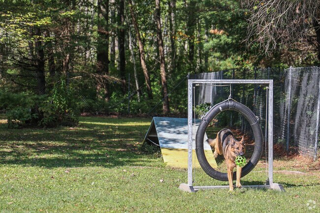Dogs enjoy an adventurous day of play at Kingston's Live Free and Run Dog Park near Kensington.
