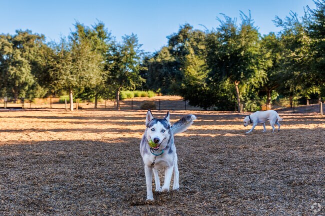 Cubby's Dog Park is a favorite spot for Pleasanton's pups and their owners.